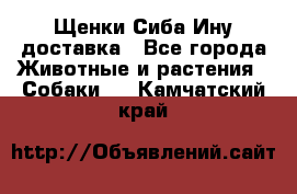 Щенки Сиба Ину доставка - Все города Животные и растения » Собаки   . Камчатский край